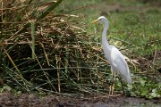 Great white egret : 2014 Uganda
